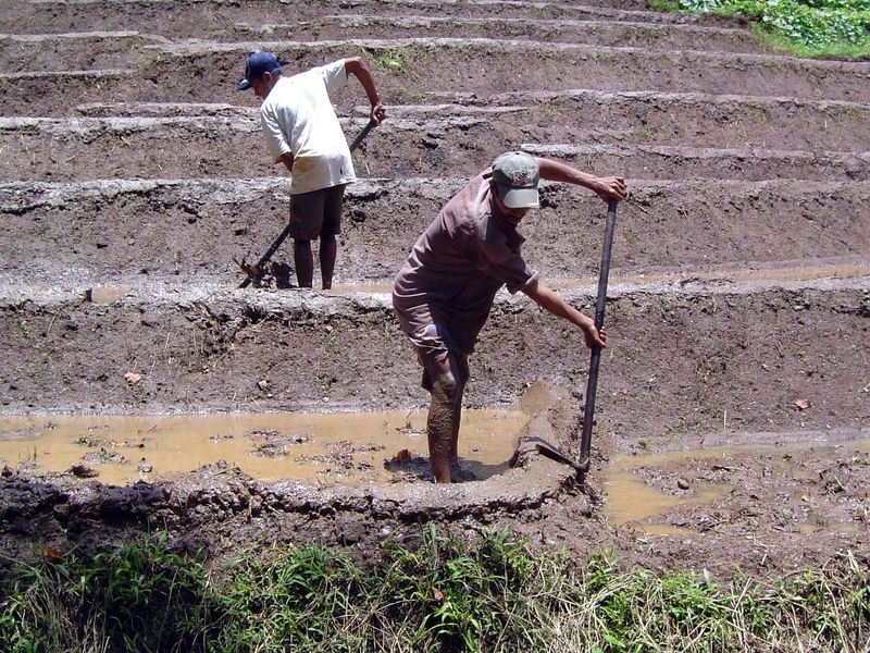 Trimming the terrace bund.