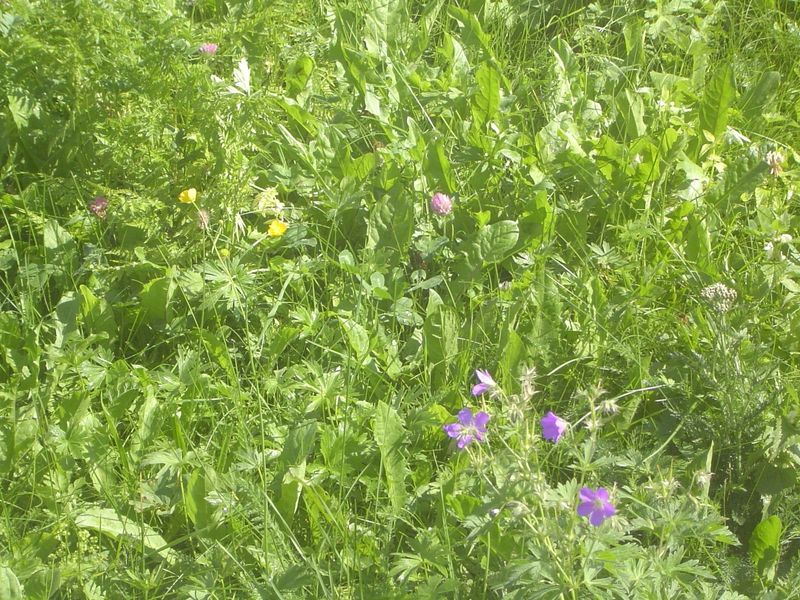 Pastures aren't just alfalfa.