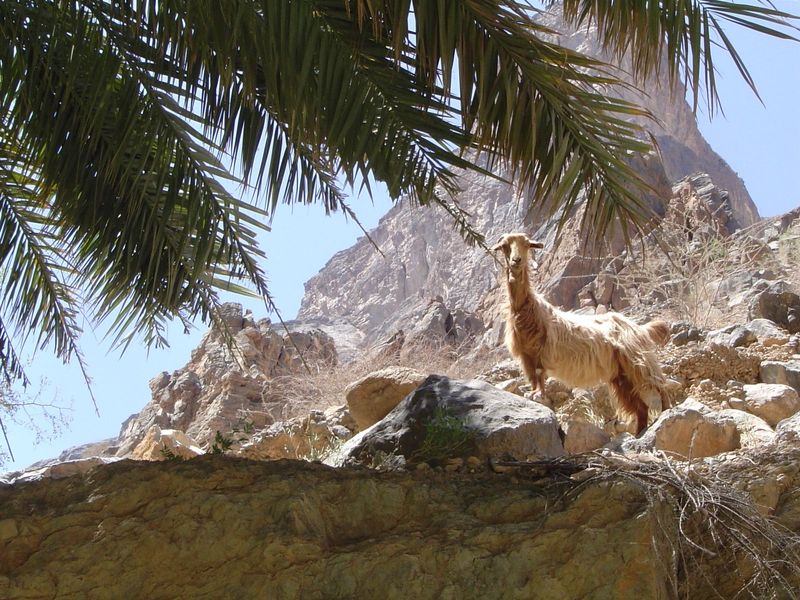 Curiosity overcomes hunger: note how the fronds have been stripped wherever the goats could reach.