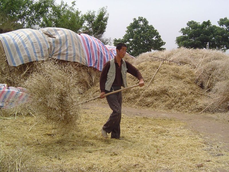 Winnowing.