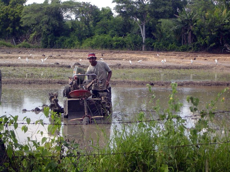 A hand tractor and cultivator in a rice paddy, where the soil must be made impermeable by through mixing, or puddling. Often it's still done
