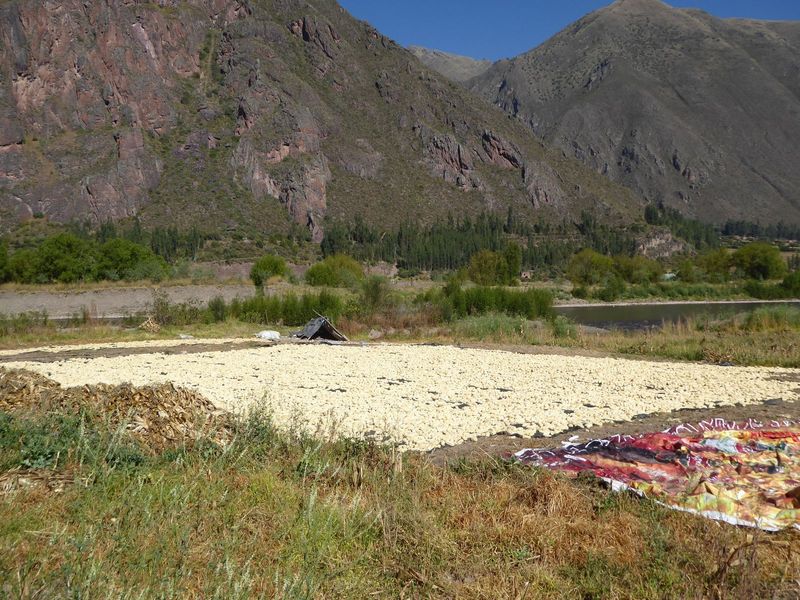 How much money is there in a field of corn, here spread out to dry?
