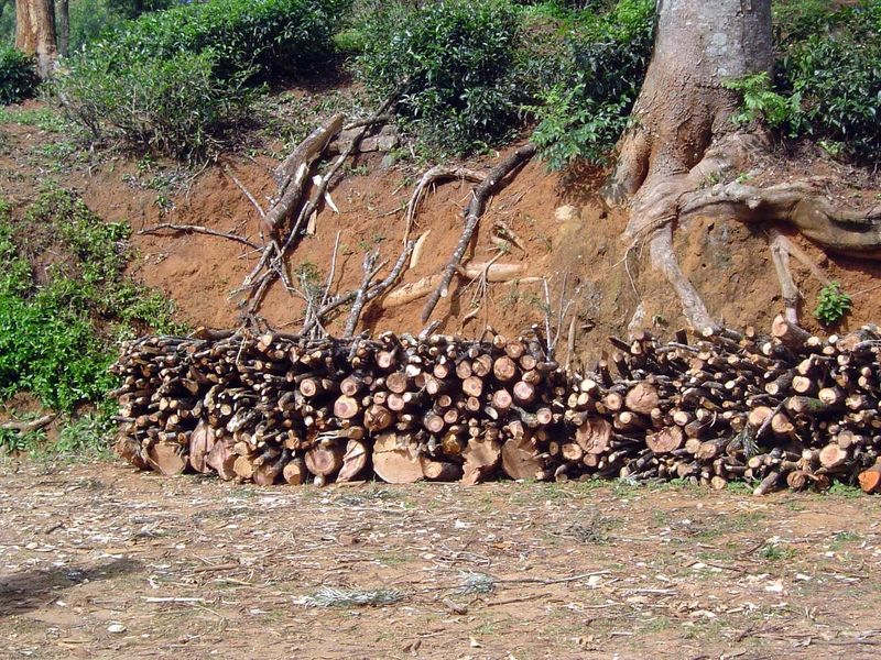 Firewood for the local market.