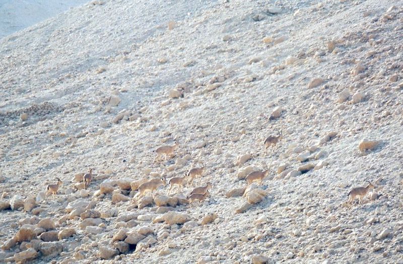 Natural camouflage.