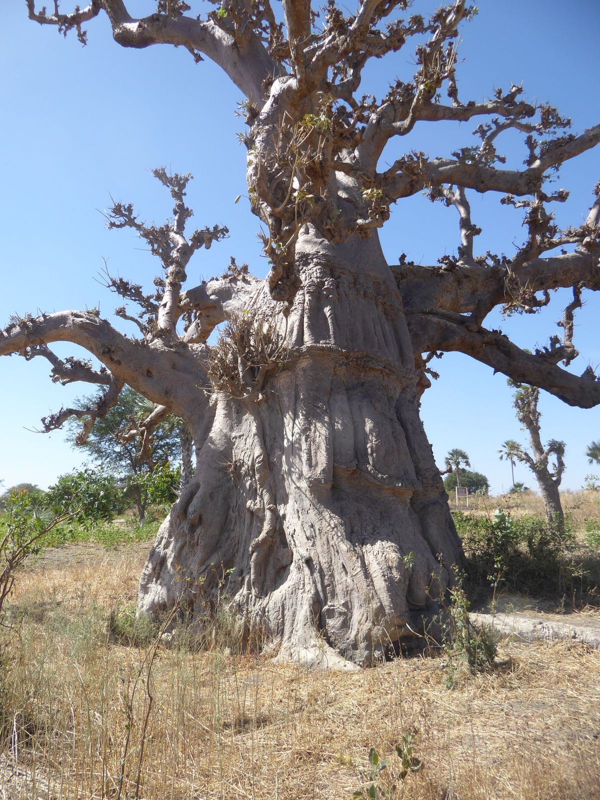 The Senegalese are as unimpressed by these trees as Iowans are by corn fields. Familiarity breeds etc.