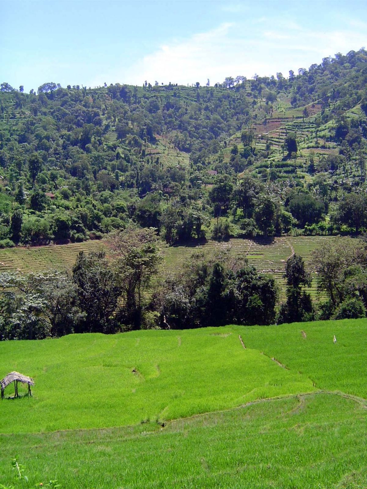 Terraced chenas in the upper right.
