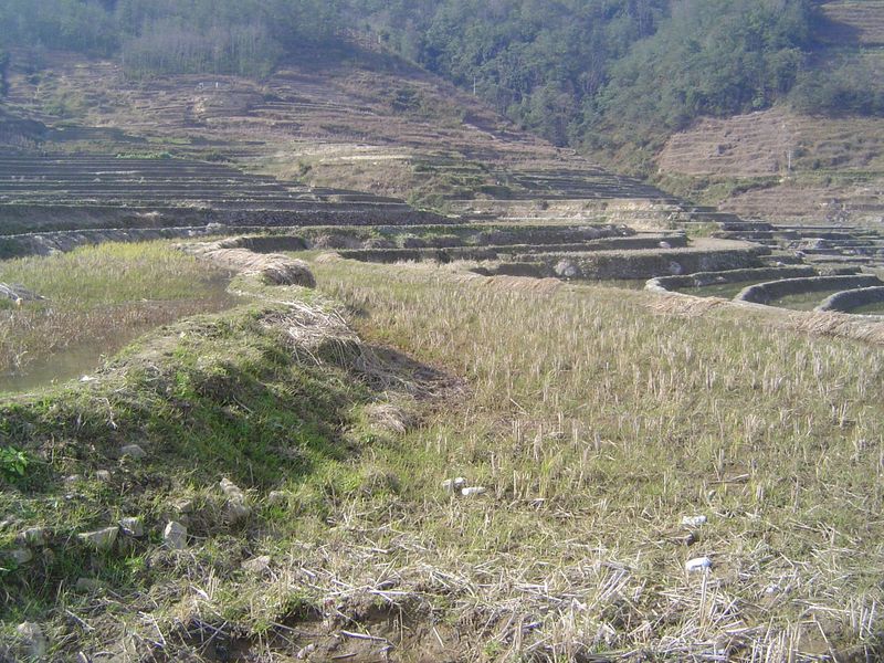 What do you know! A drained paddy and, sure enough, a disintegrating wall.