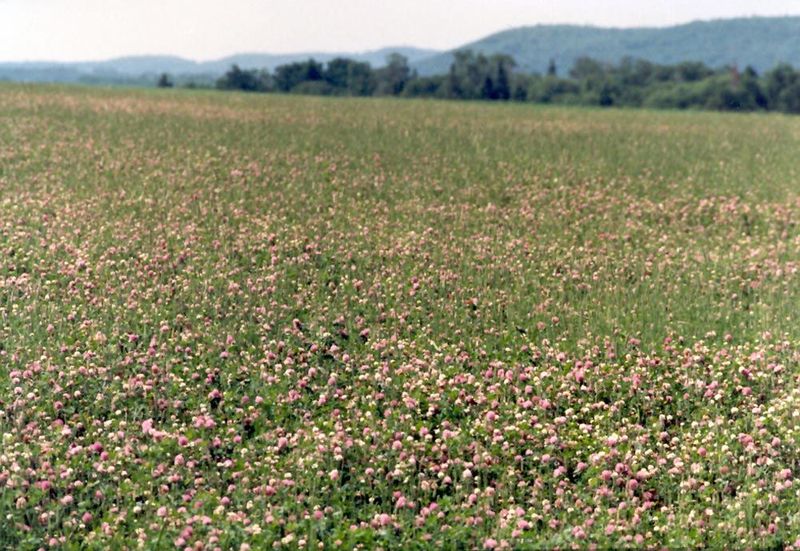 Sometimes clover is planted, though neither cut nor grazed. Farm animals used to be common—horses, dairy cows, swine—but they're gone, and t