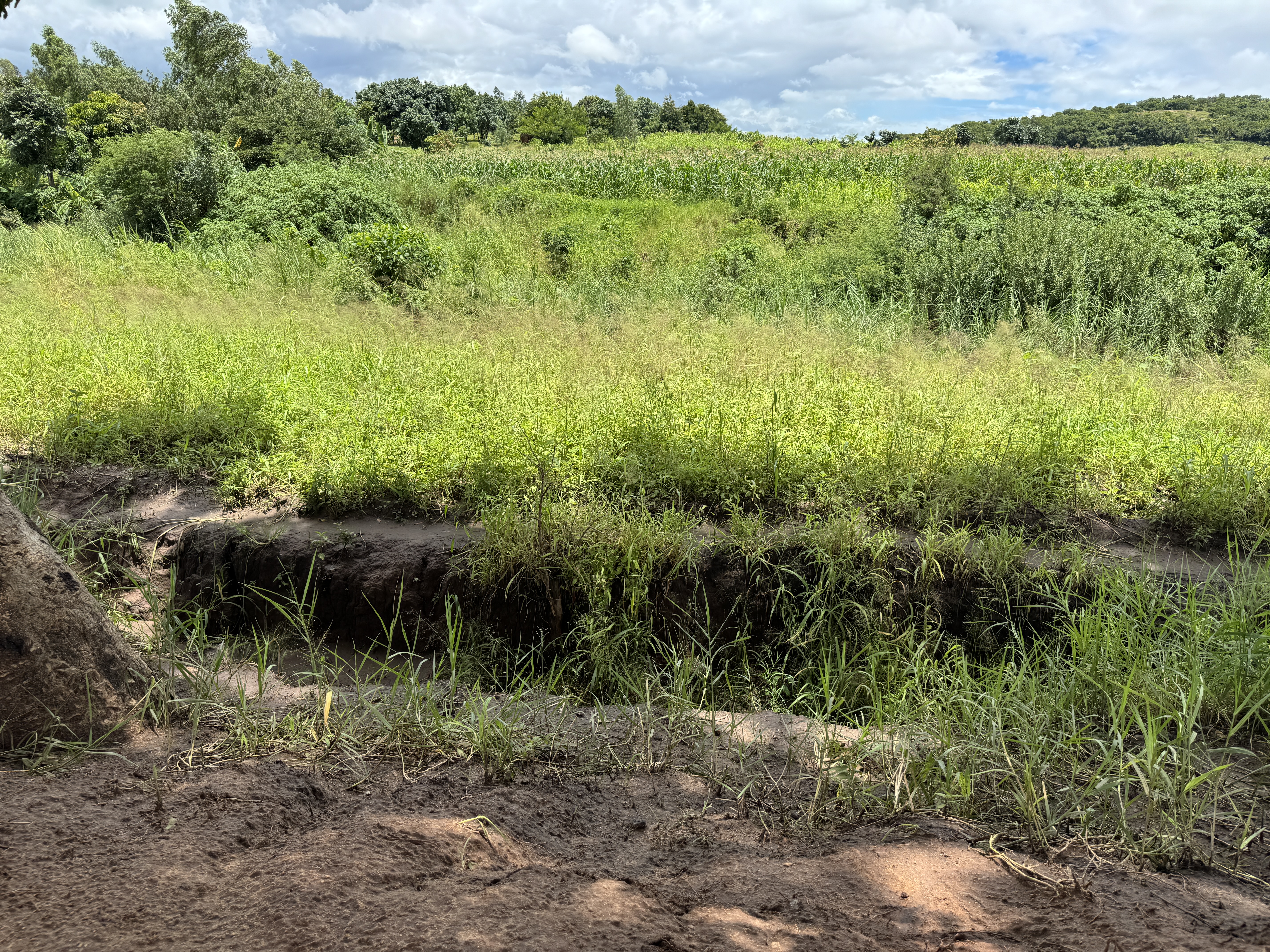 Mackenzie dug trenches as defenses against slaveraiders.  Why?  Because Mackenzie was sheltering crowds of people afraid of being captured.