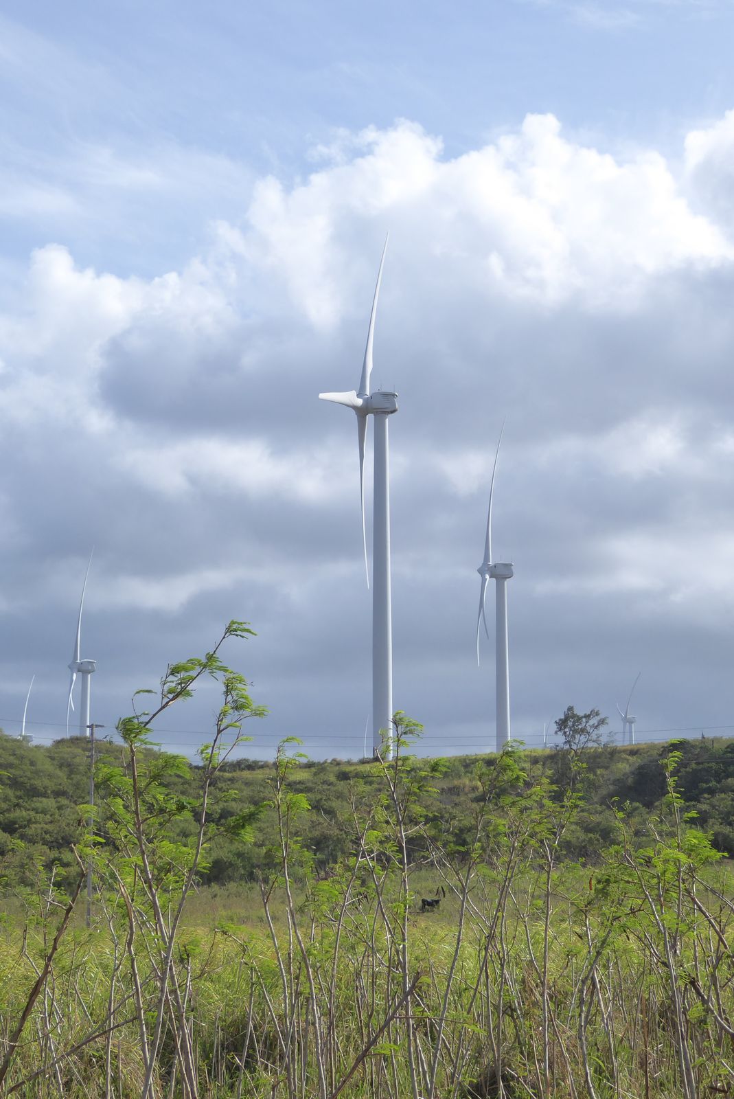 Along the way we passed the Kahuku wind farm. Sherlock knows which way the wind here blows.