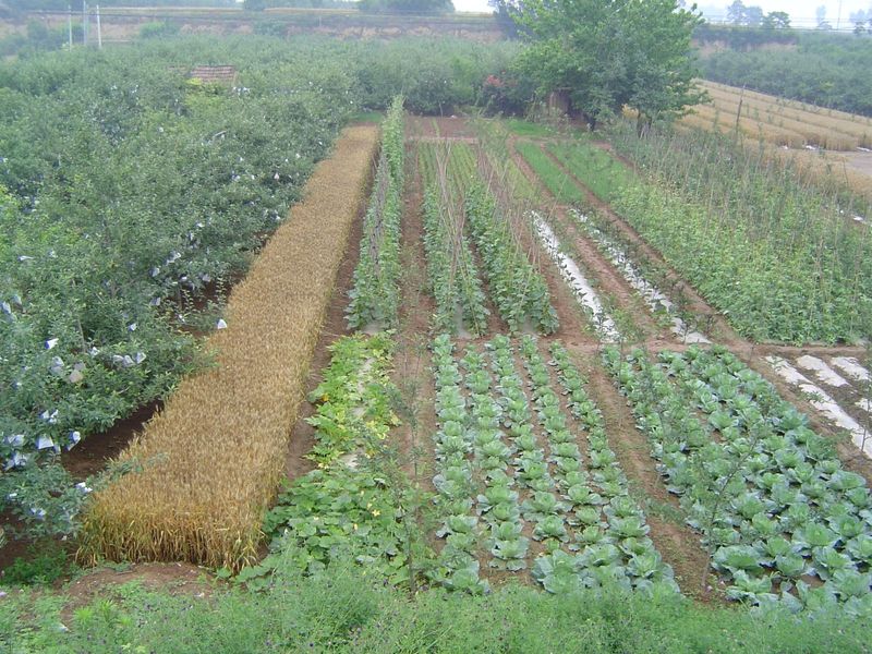 Apples are a new and very big crop in China, which has lately become by far the world's top producer. Here, an apple orchard is being establ