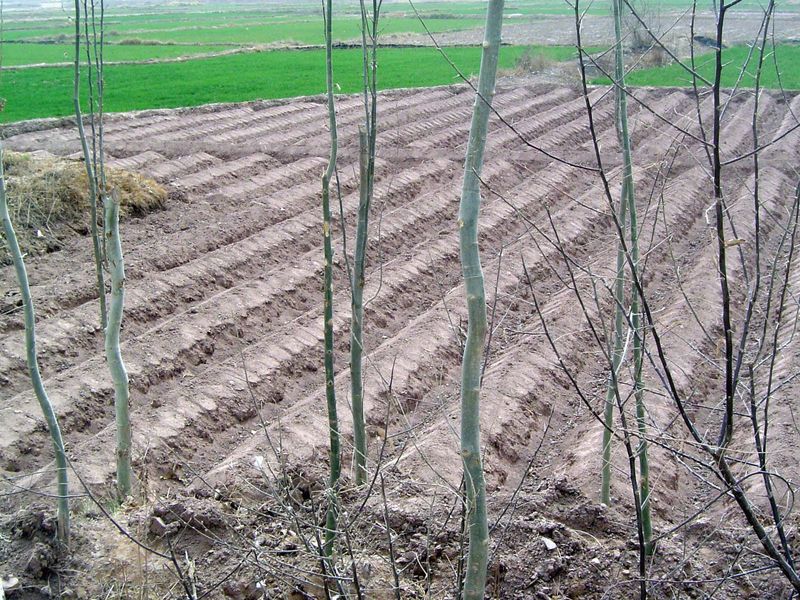 Field preparation is by hand and hoe.