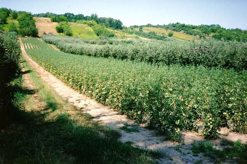 Narrow medieval strips, just about a furrow long—which is to say, a furlong, 660 feet. Northeast of Cracow, near the Vistula.