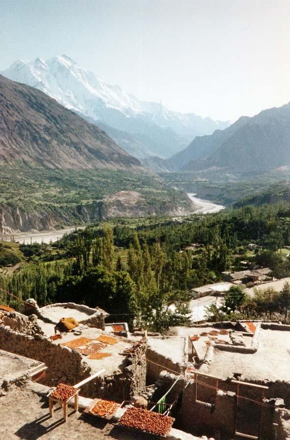 Rakaposhi rises above the staple apricots drying on the roofs.