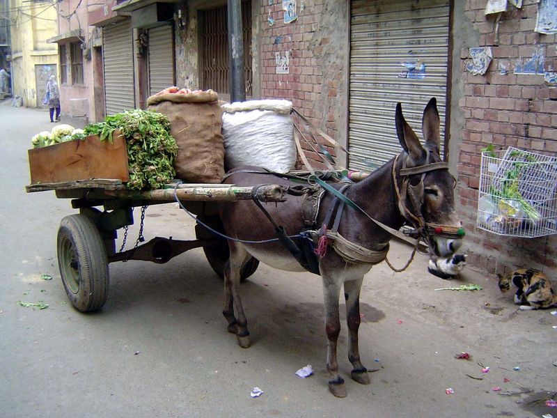 All kinds of animals are put to work.