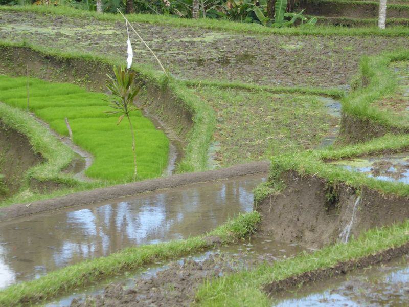 Sounds like good news, but to make that happen, farmers have to use lots of subsidized fertilizer. As a result, soil fertility began to decl