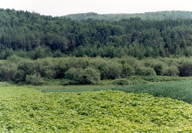 This is the kind of isolation that favors seed growers, who can keep their fields physically separate from potentially diseased neighboring 
