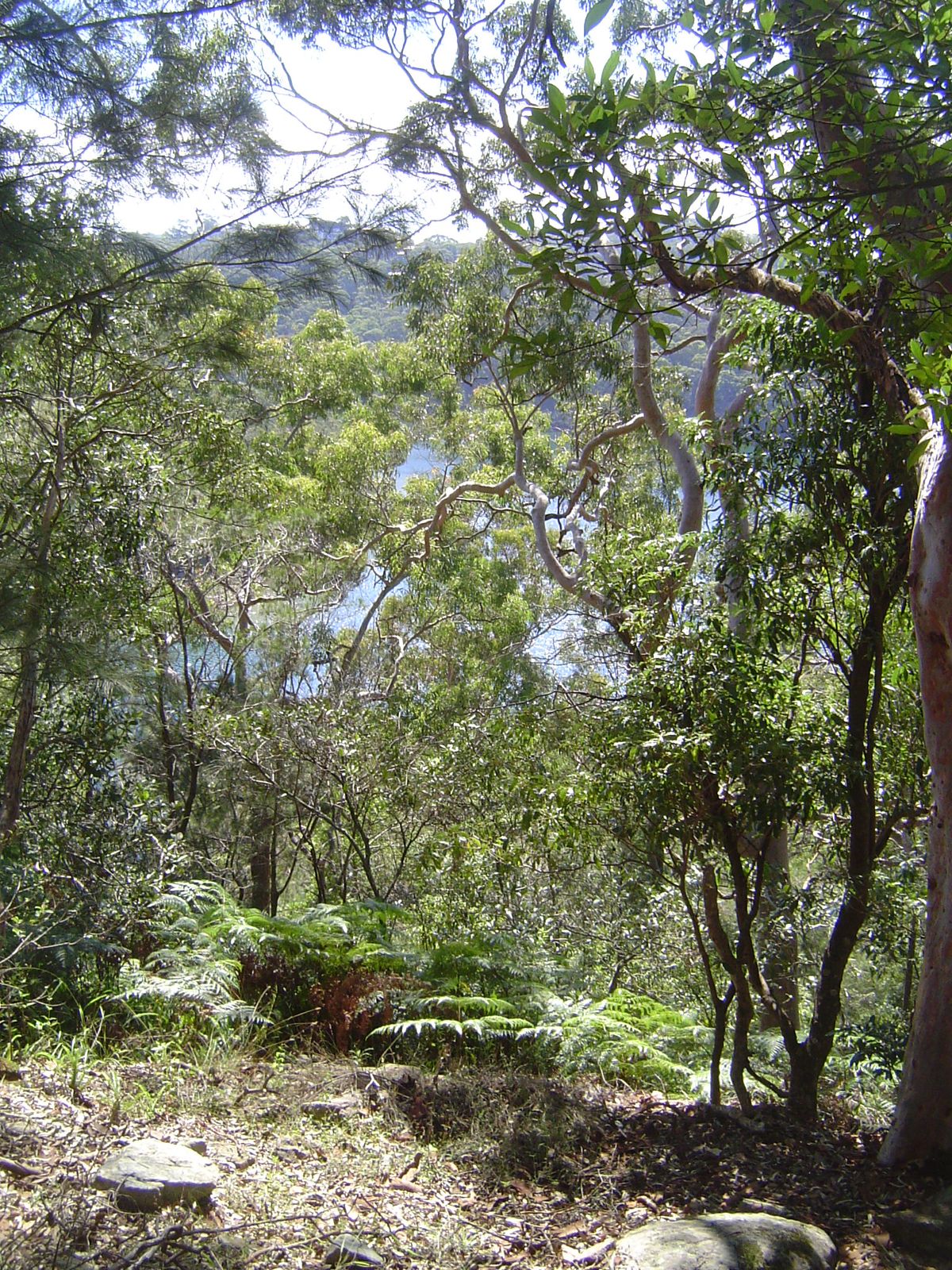 The Griffins intended to leave much of the land wild. Some bits like this have turned out that way, especially on the steep northern slope o
