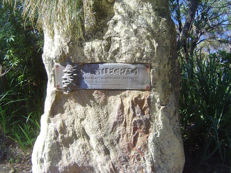 Bits of wild land have been donated by private owners, in this case to the Castle Haven Reserve on the south slope.