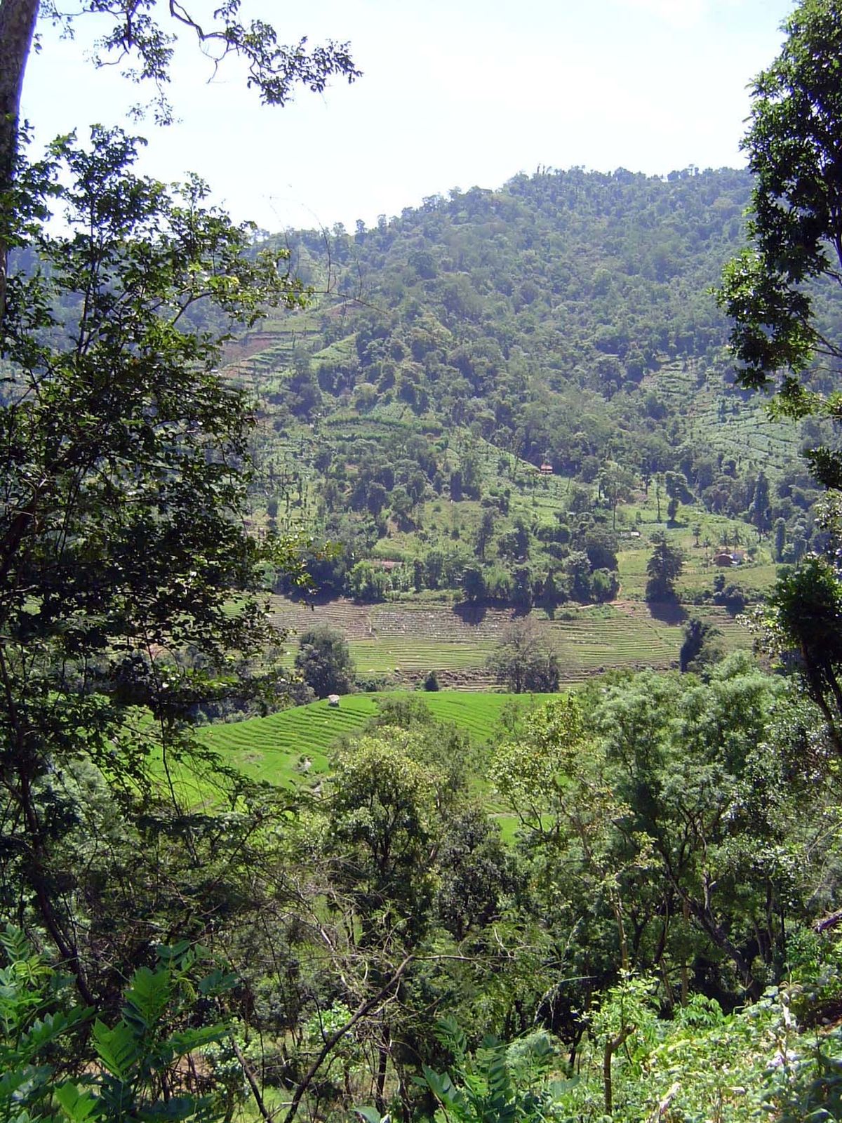 View of paddy and distant chenas.