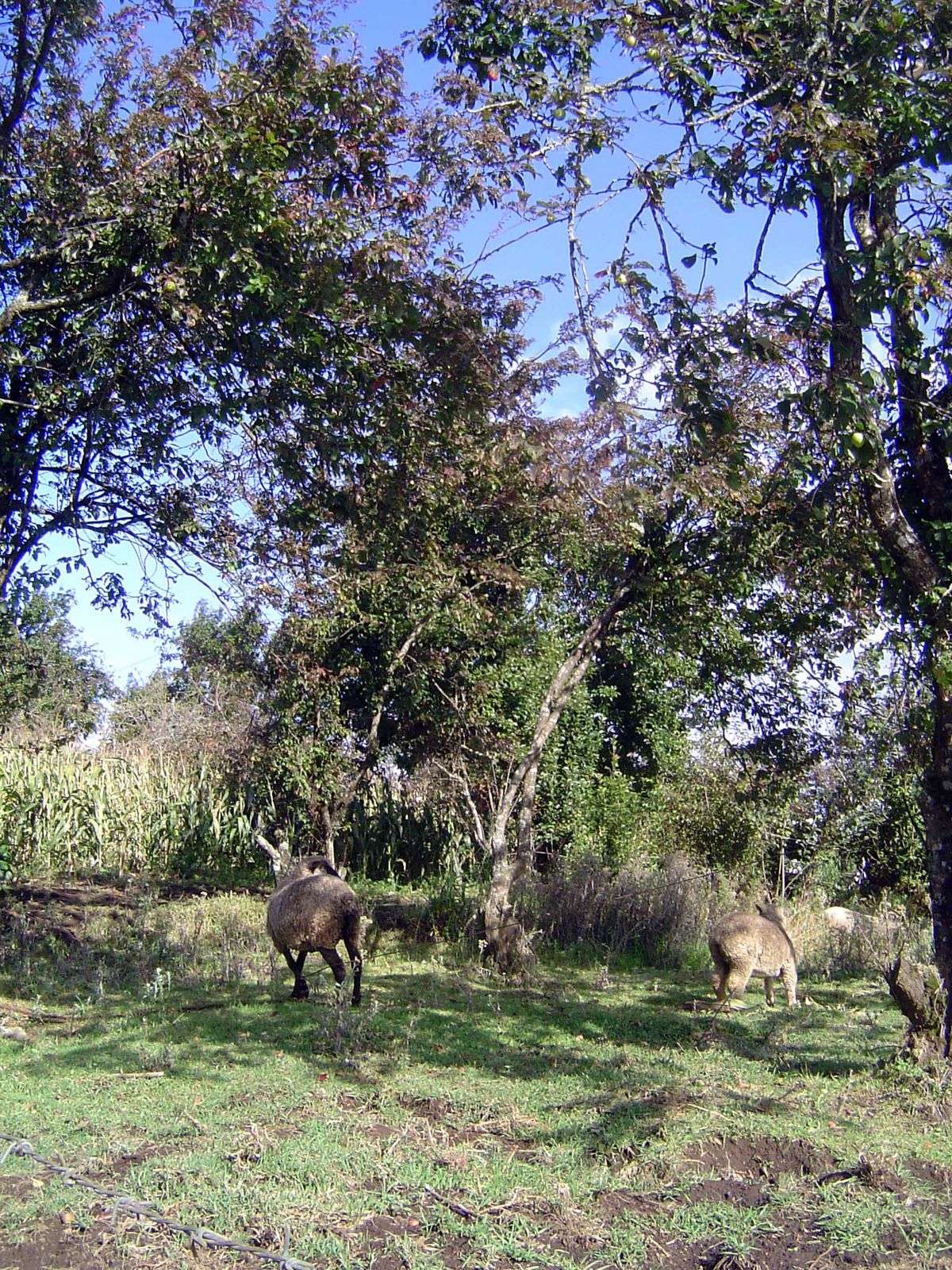 We stop in a plum orchard. A few sheep look around.