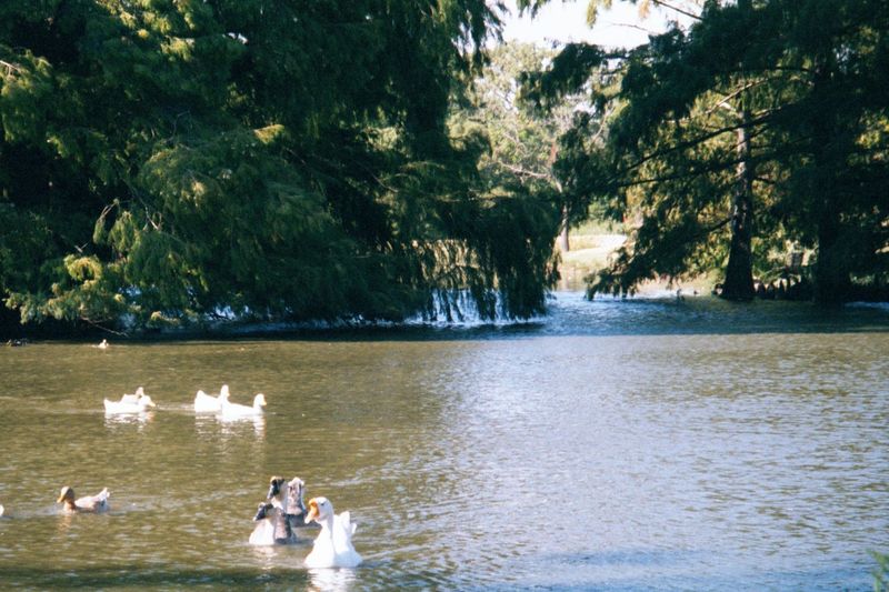 Very, very popular, especially with parents of young children: the Duck Pond is wedged between the Santa Fe tracks and the OU campus.