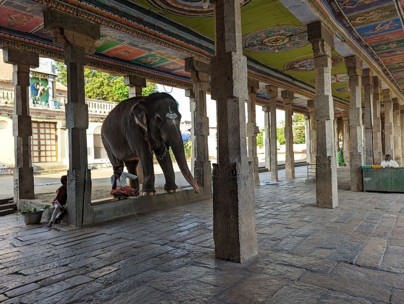 Gotta feel sorry for this elephant, even if he does support a family or two.  He was shifting his weight back and forth like a convict pacin