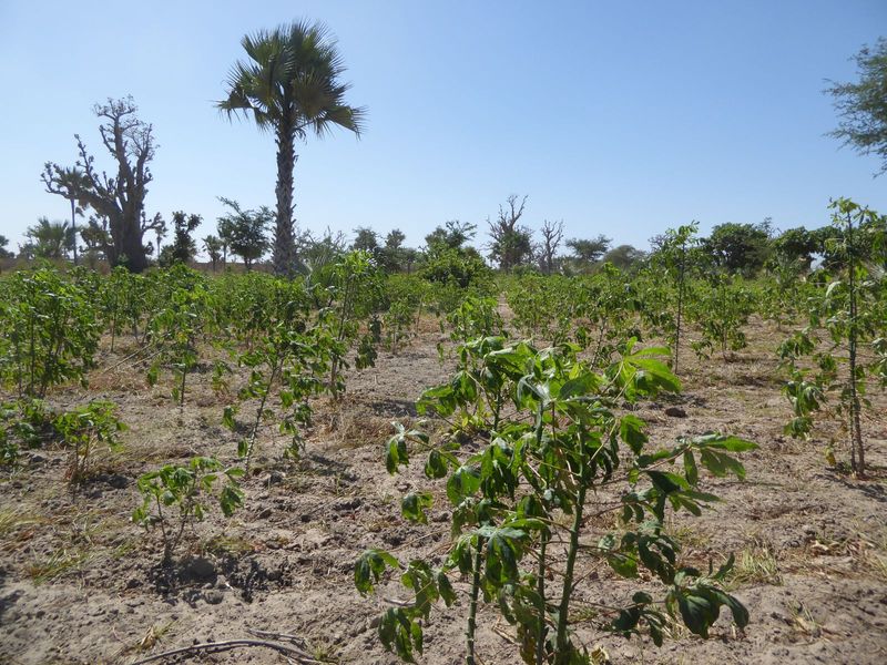 Besides peanuts, don't forget manioc, another crop happy in dry soil.