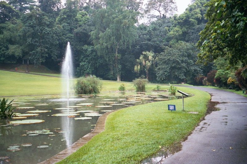 Irrigation isn't needed; there's abundant rain year-round.