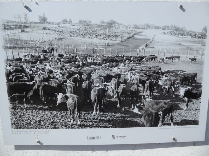 Some corrals were in buildings; others weren't. The company owned its own ranches.