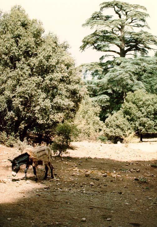 Between the Mediterranean coast and the Sahara, the Middle Atlas rise high enough, here between Fes and Midelt, to support a forest.