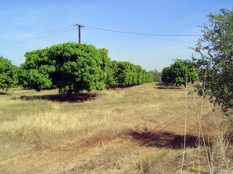 Mangos.