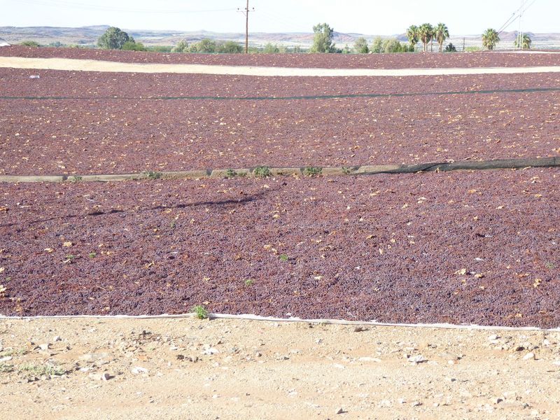 Many of the local grapes are dried, rather than pressed.