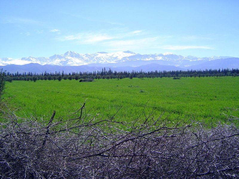 Fields are protected by thorns at least as effective as barbed wire.