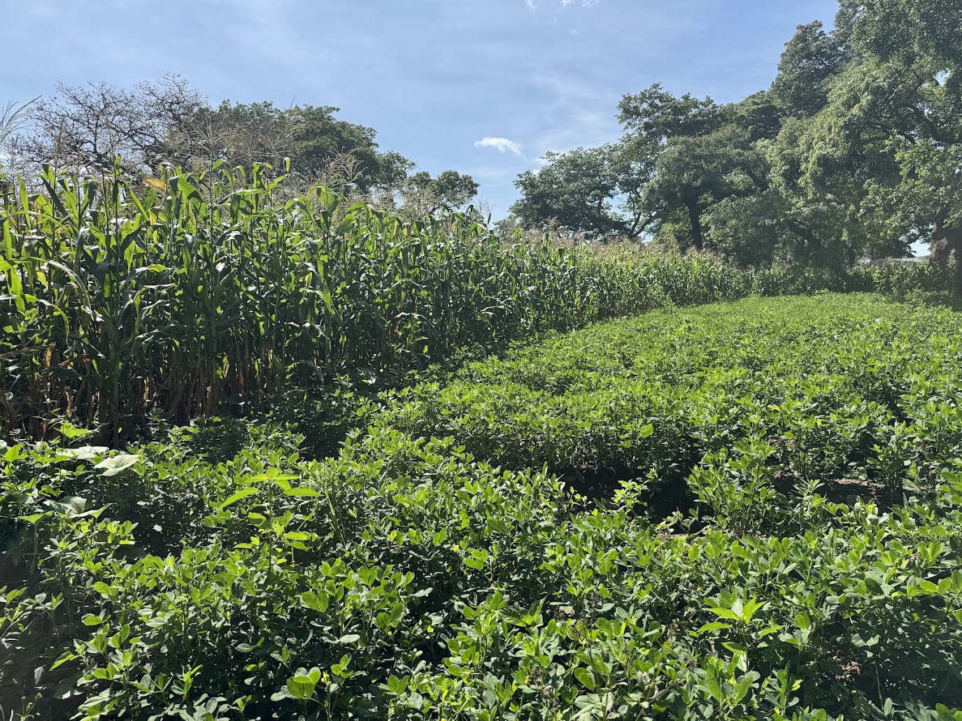 On-campus farming, with corn and peanuts tended by students.