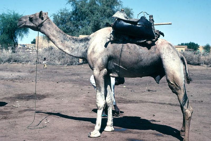 They drink on their own accounts and also carry water for their owners.
