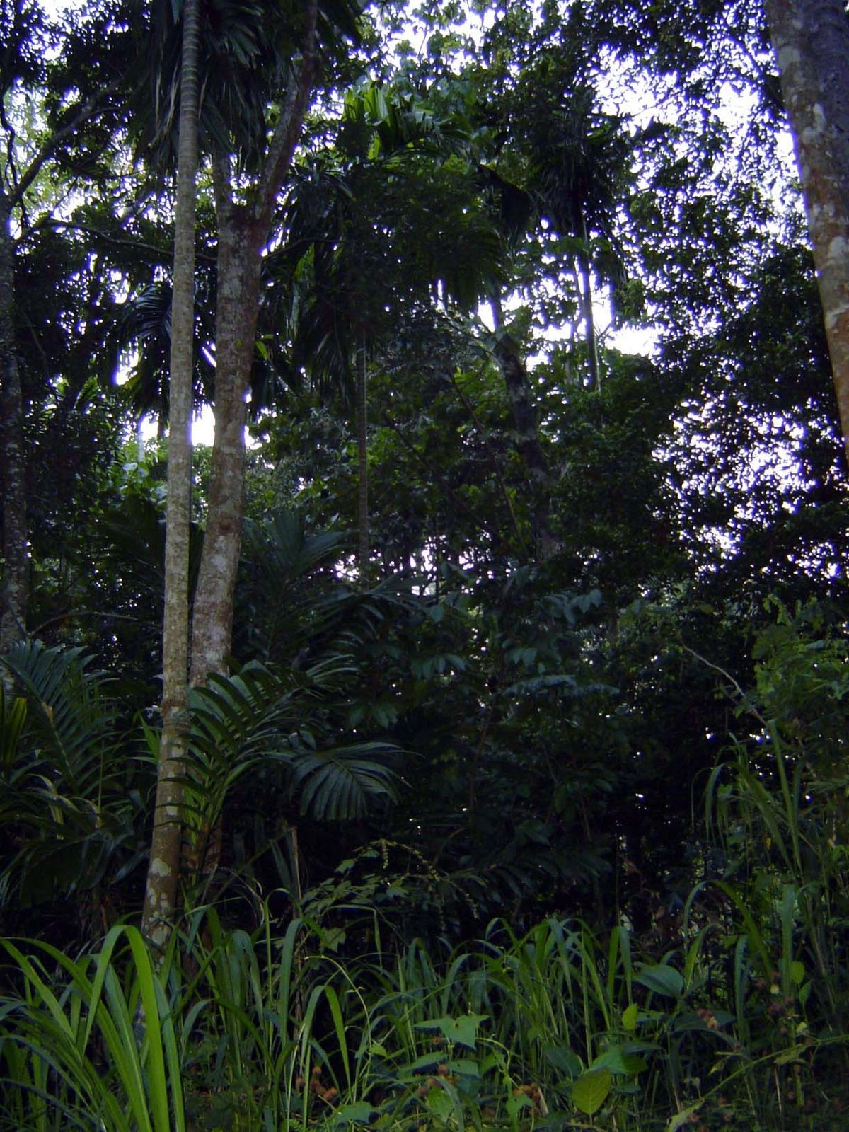 This may looks like an unkempt forest, but most of the trees have edible products that are regularly harvested.
