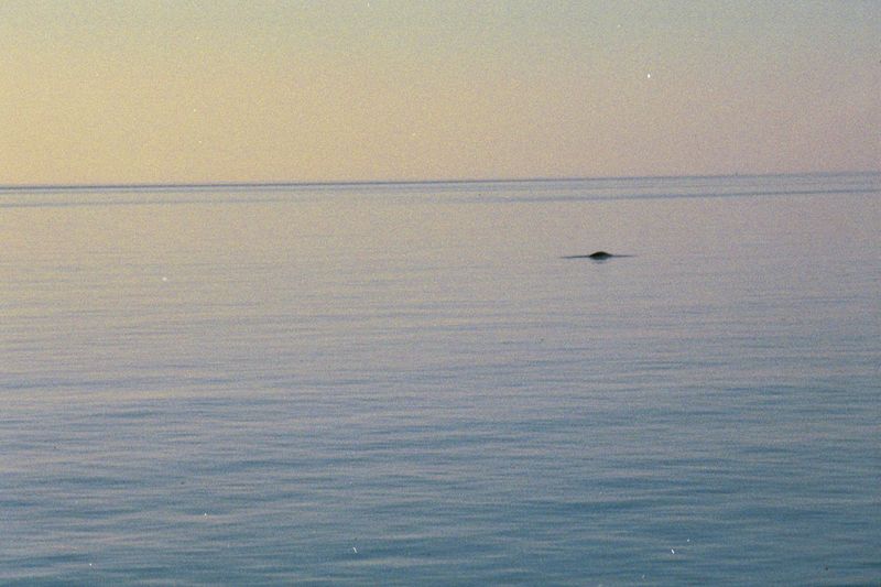 A summer morning: what could it be?