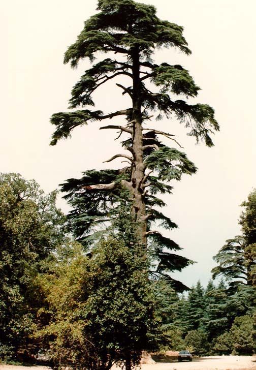 The trees seem like giants in a country as dry and worn as this one.