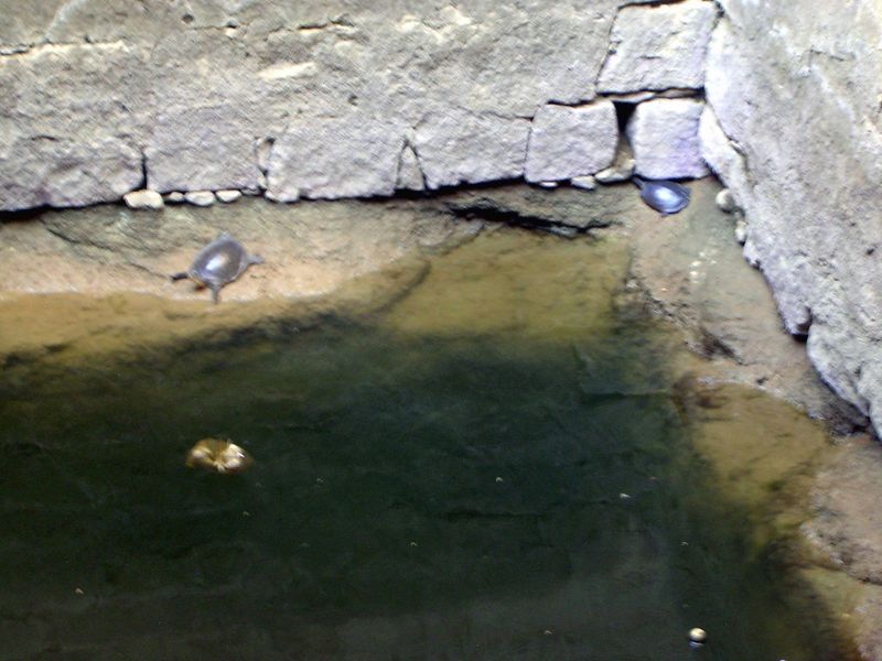 There's the culprit. Talk about an island ecosystem.