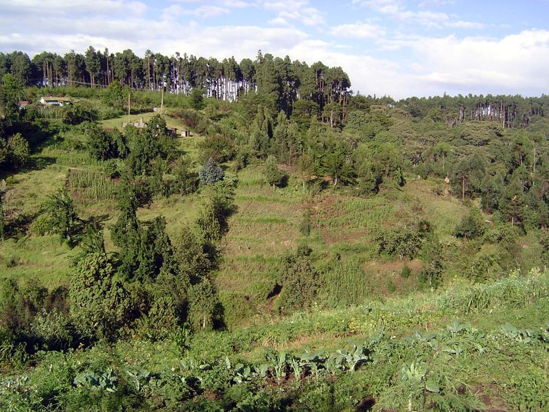 The land slopes down to a creek, then up to the ridge, where the highway to Nairobi runs. Soil erosion? The owner denies it strenuously and 