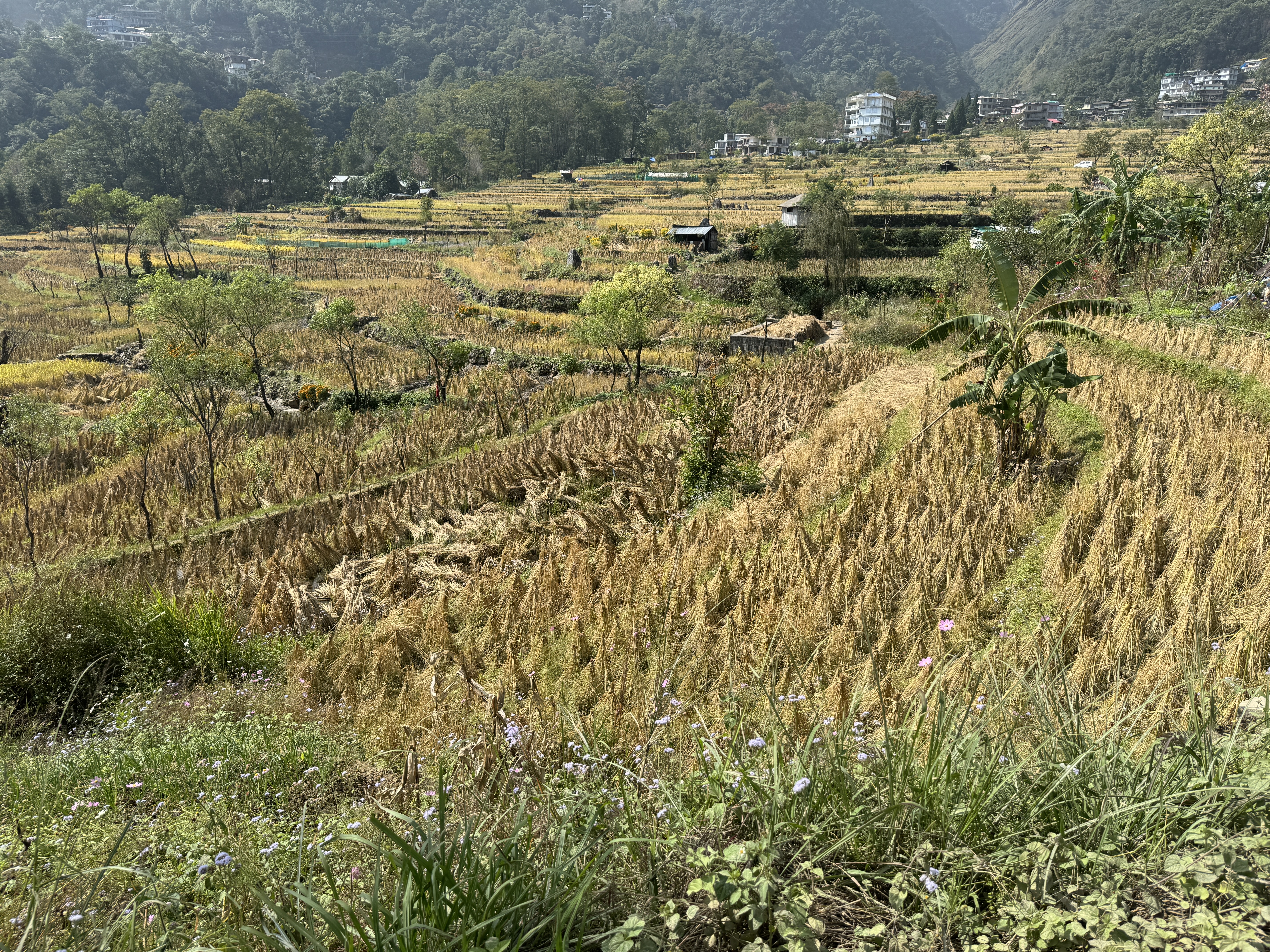 Local paddy, again harvested with the straw left standing.