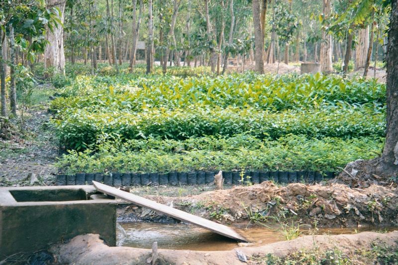 ... irrigated seedlings in a government nursery.