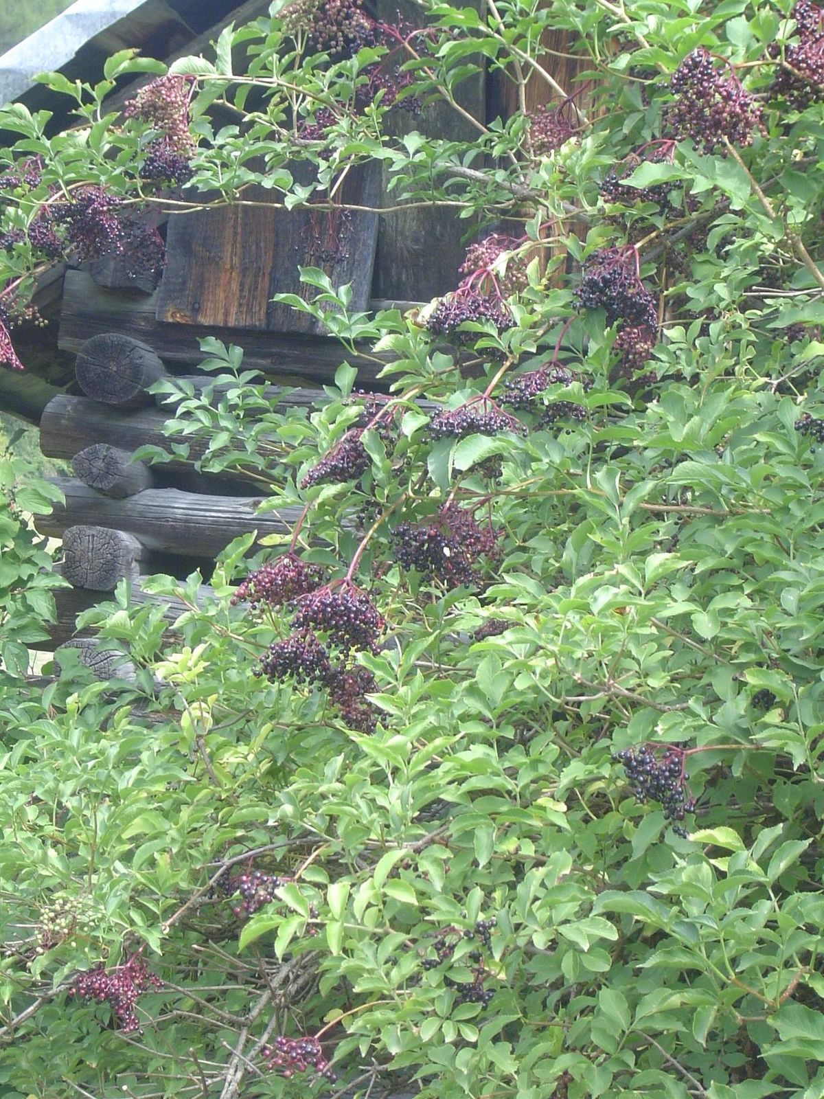 Elderberry and a log crib.