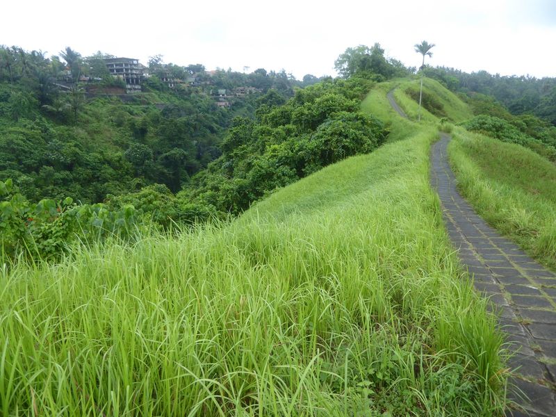 So we go for a walk up a ridge, with weedy rice growing like wild grass. At the ridge on the left is some spillover from Ubud.