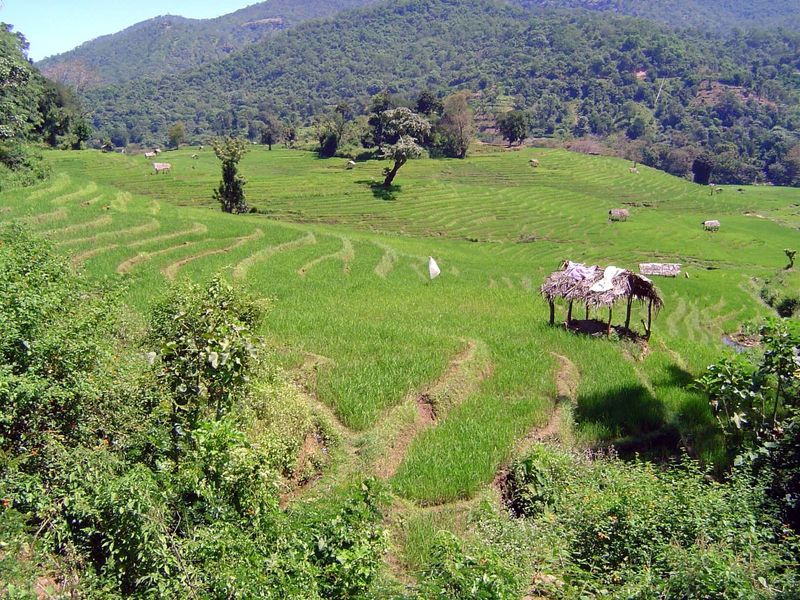 Paddy lands. The huts correspond closely to holdings: one per each.
