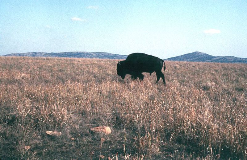The western end of the Wichita Mountains is a wildlife refuge where, thanks to Teddy Roosevelt, efforts began to save the bison.