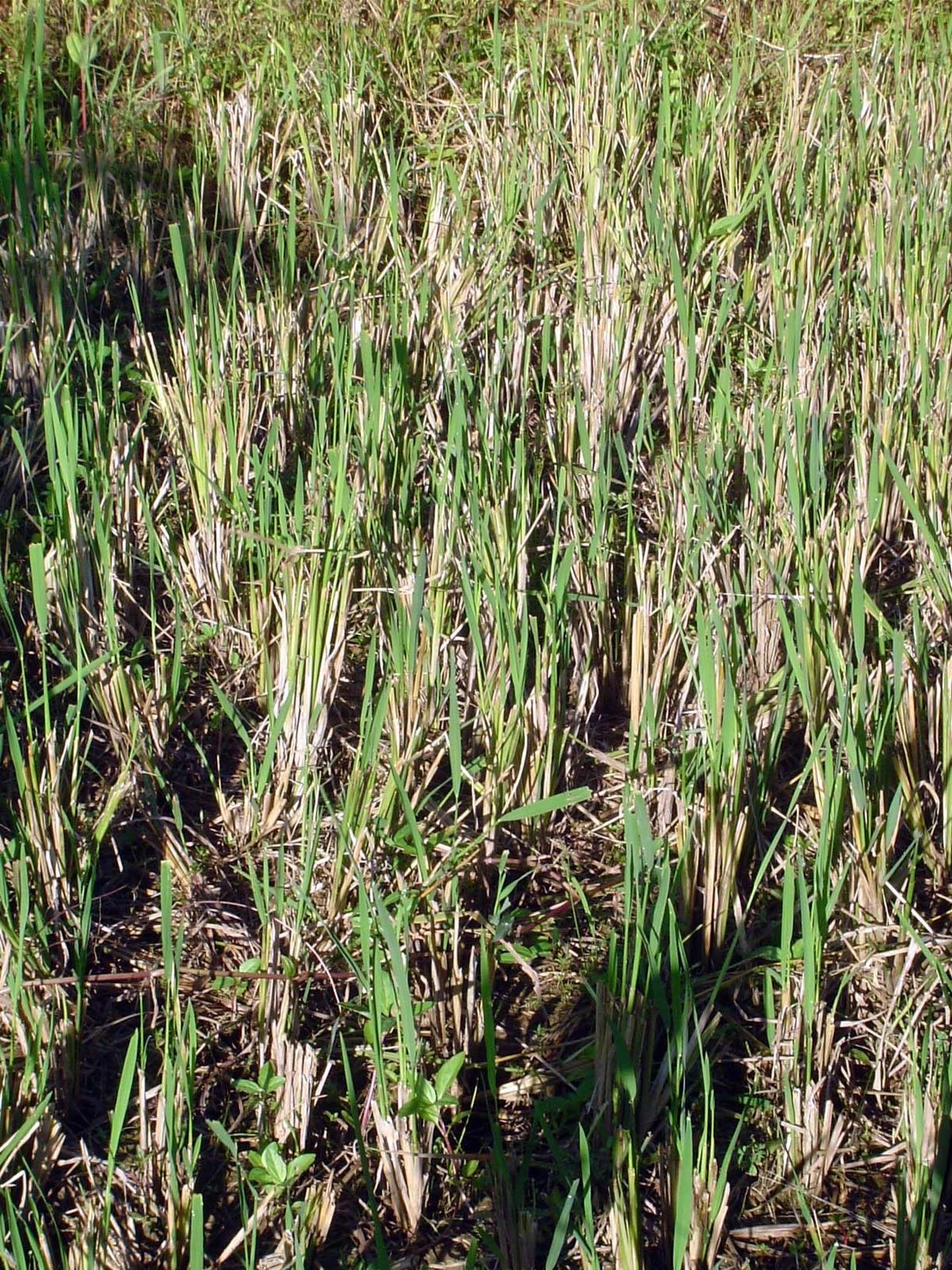 The farmer is letting a second crop sprout spontaneously from the last crop's stubble.