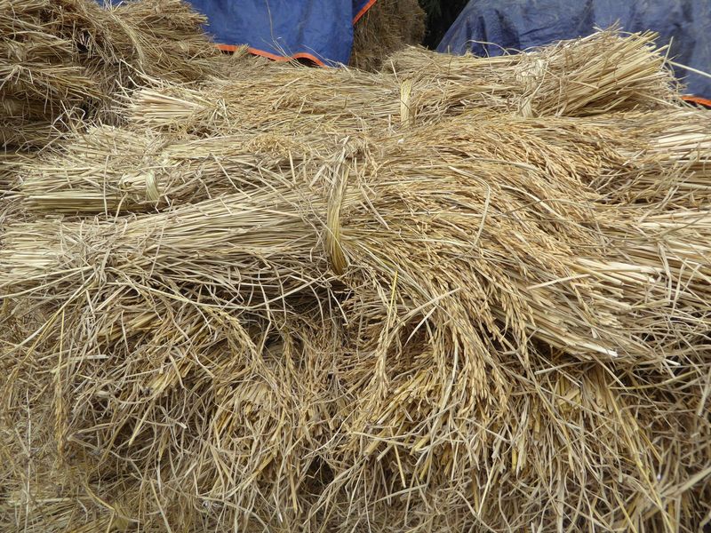 We're ready for threshing.