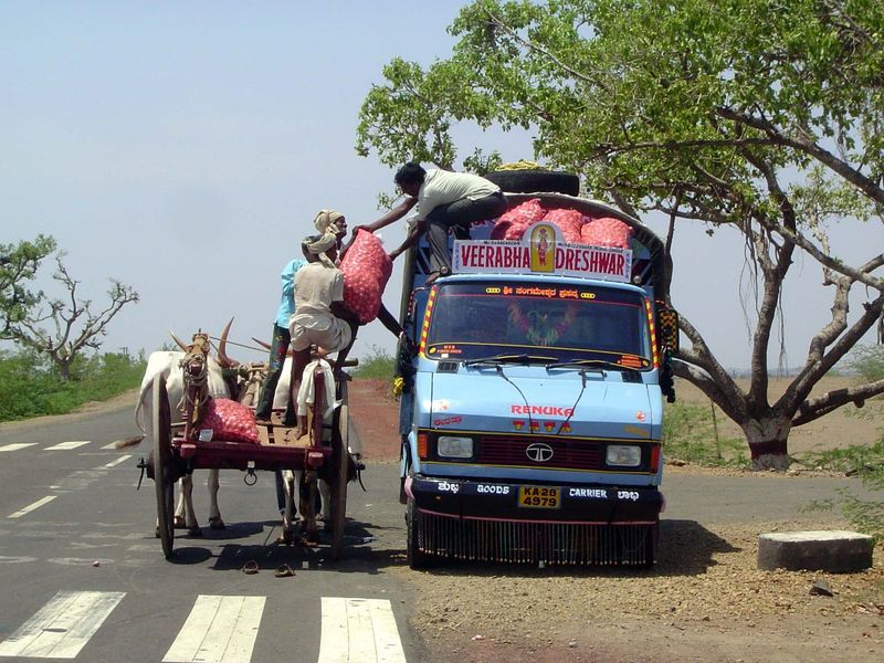 Onions transiting from a cart to a truck.